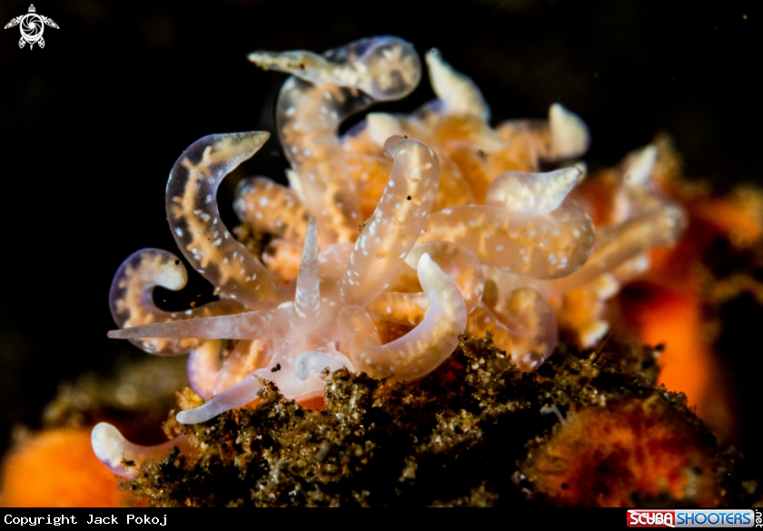 A Phyllodesmium poindimiei