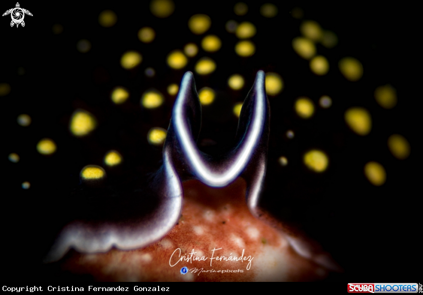 A Flatworm