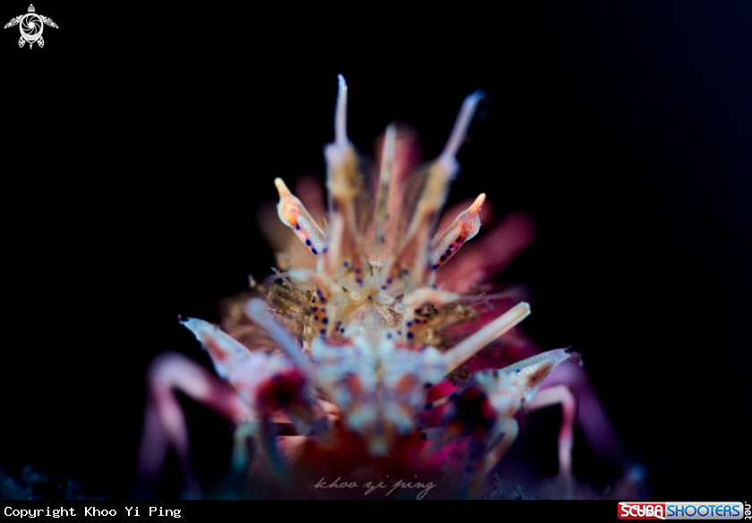 A Tiger Shrimp