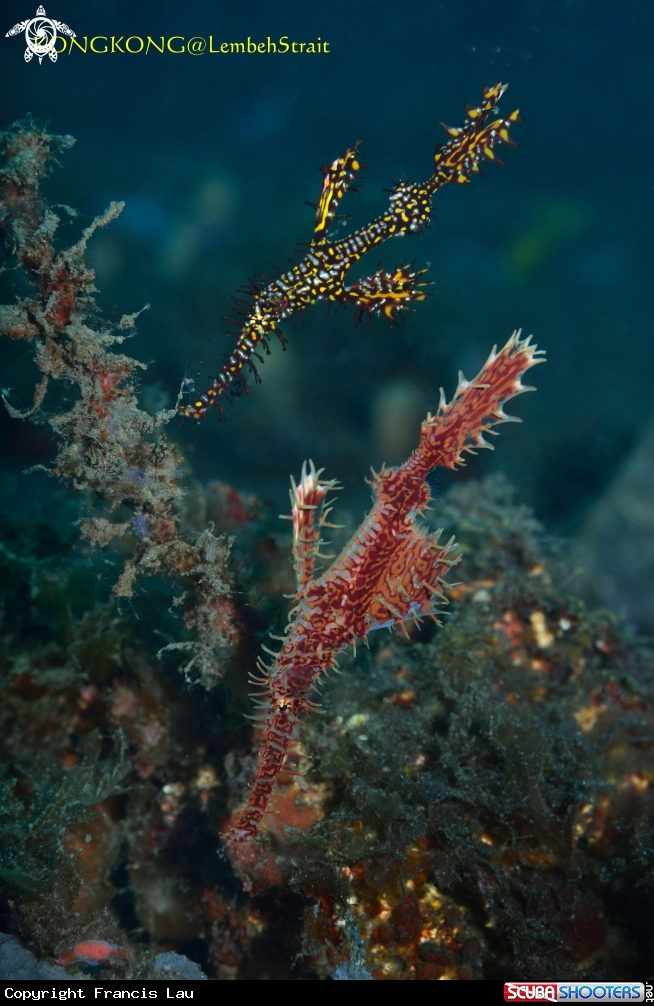 A Ornate Ghost pipefish
