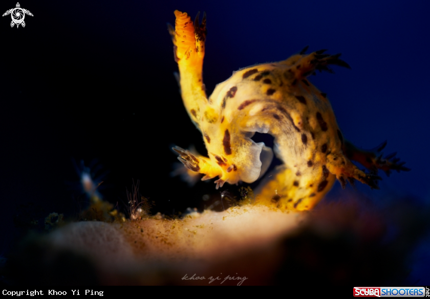 A Nudibranch