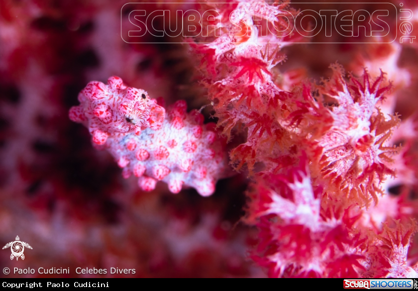 A Pygmy Seahorse