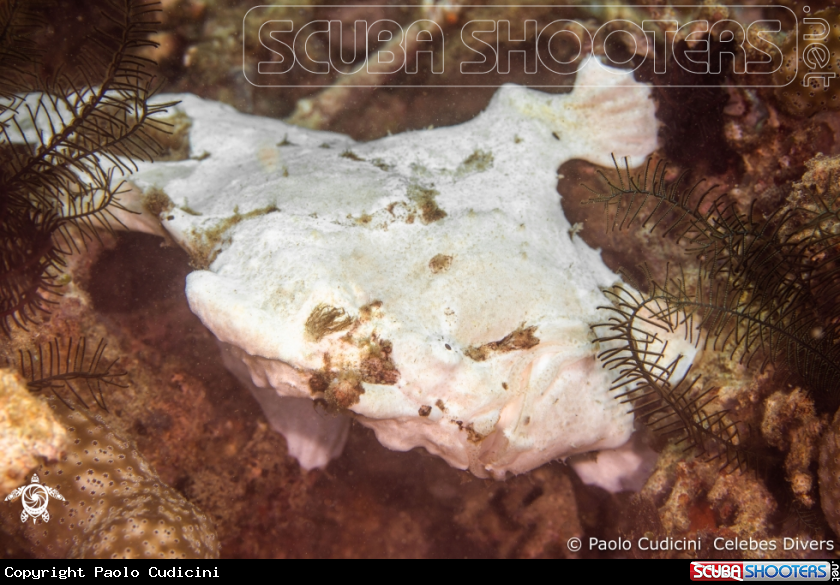 A Giant Frogfish