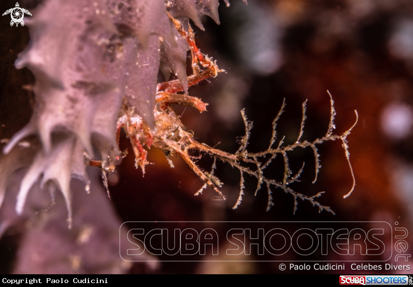 A Hydroid decorator crab