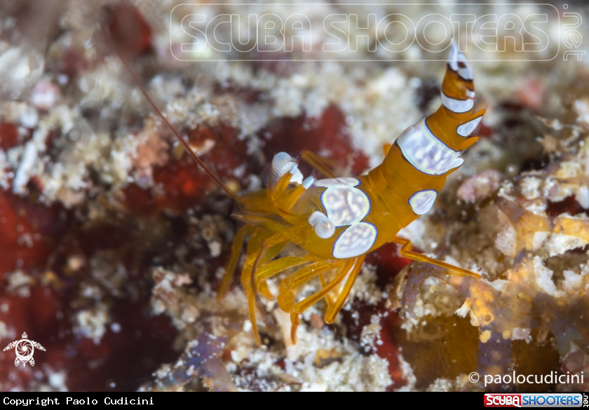 A Squat Shrimp