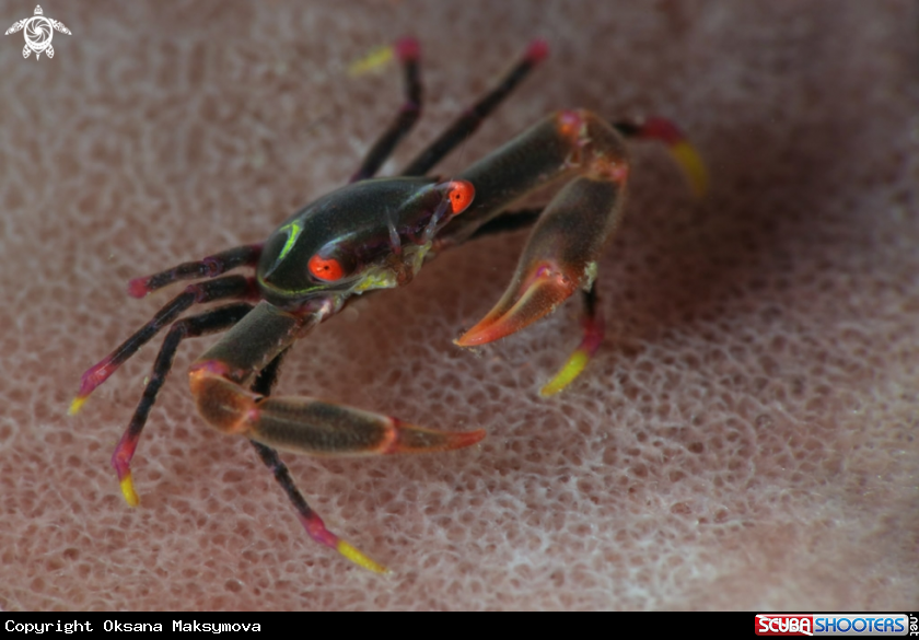 A Black Coral Crab (Quadrella maculosa)