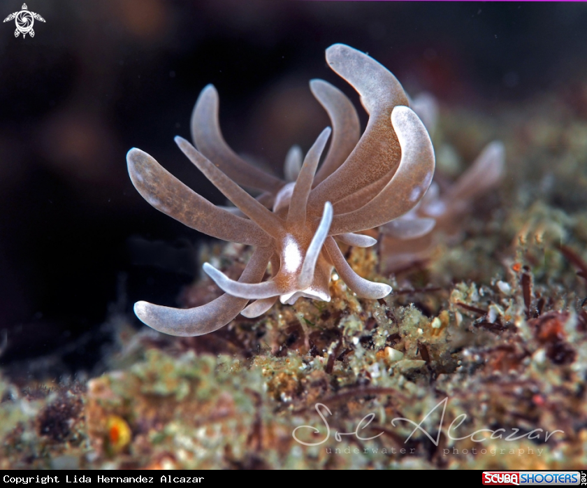 A nudibranch