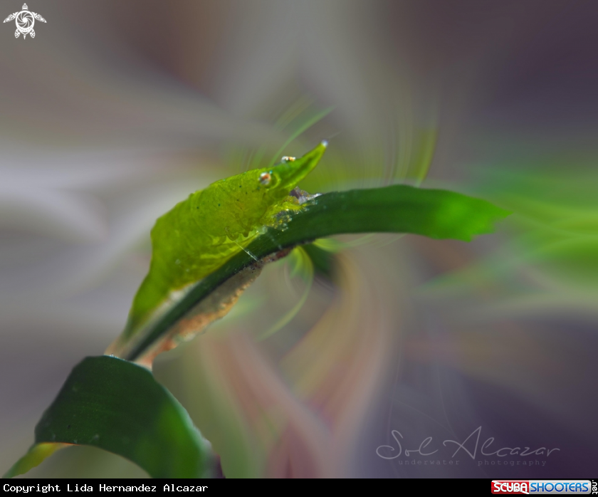 A halameda shrimp