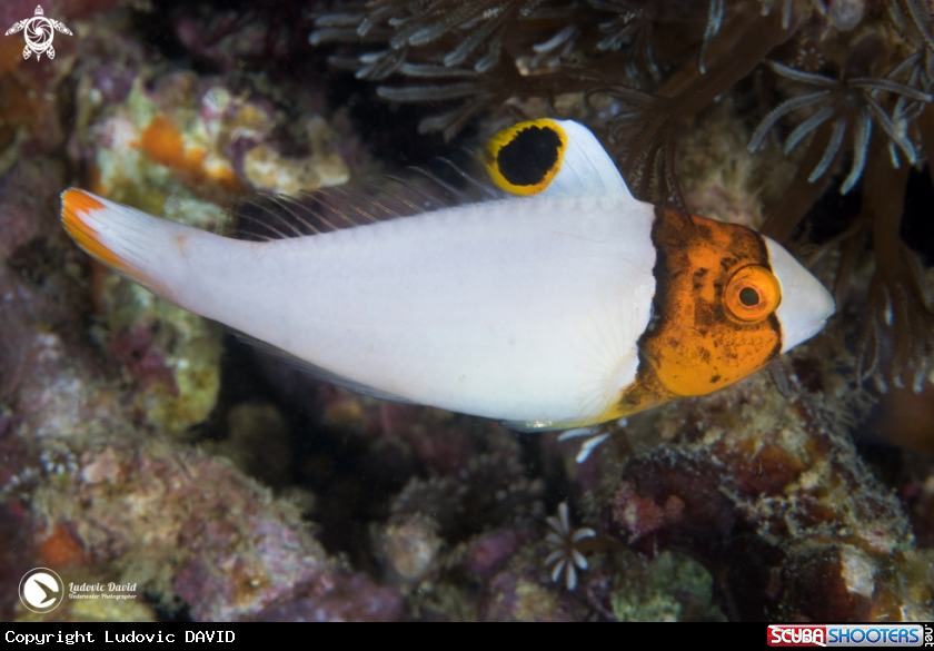 A Spotted Parrotfish