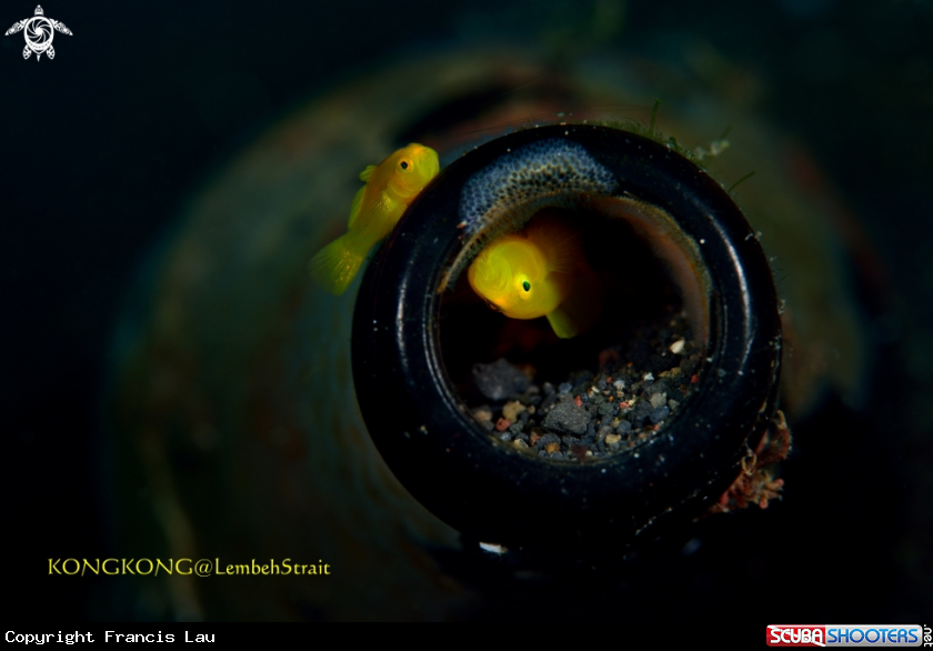 A Ornate Goby