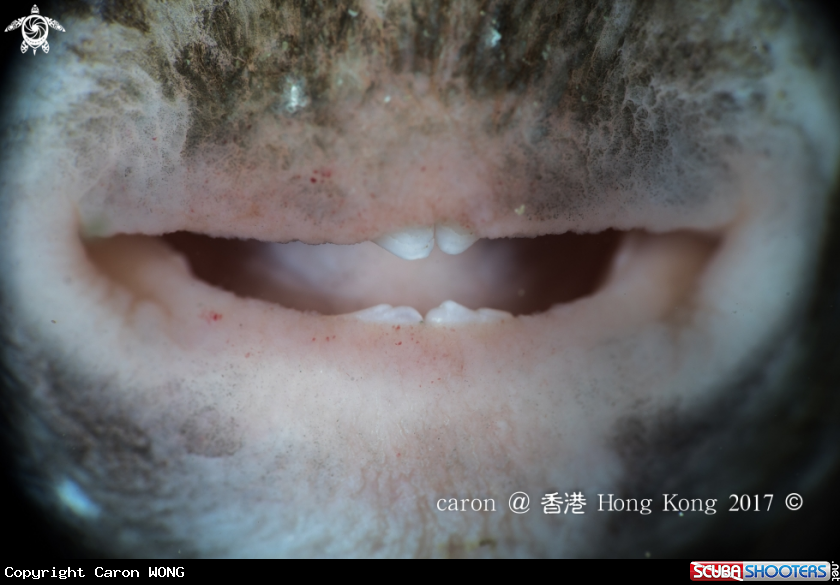 A puffer fish