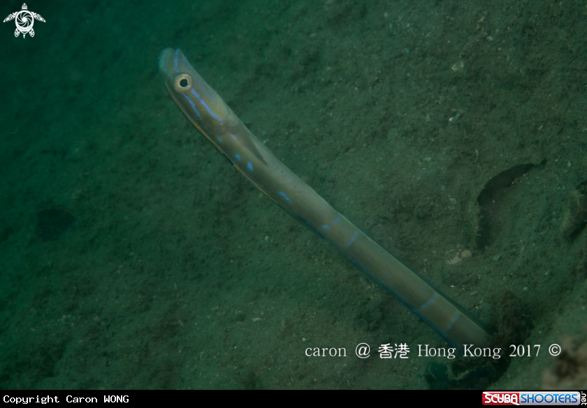 A Snake Blenny Fish