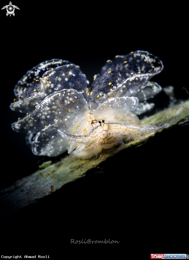 A Cyerce sp