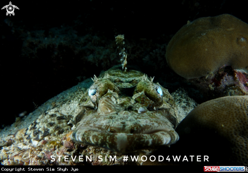 A Crocodile fish 