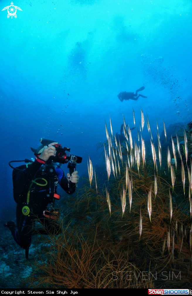 A Razor fish 