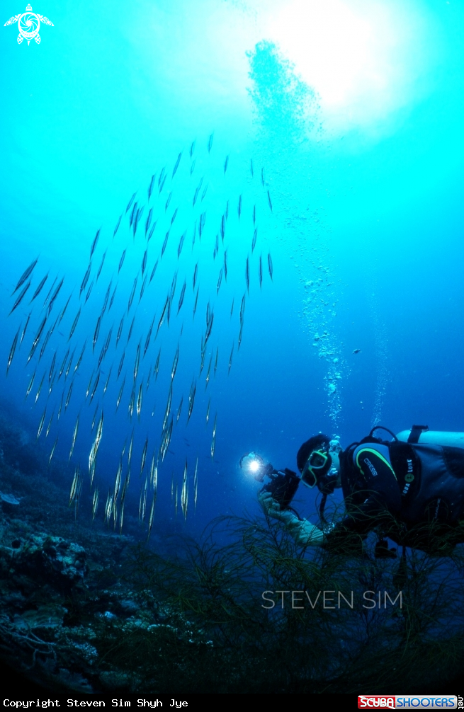 A Razor fish 