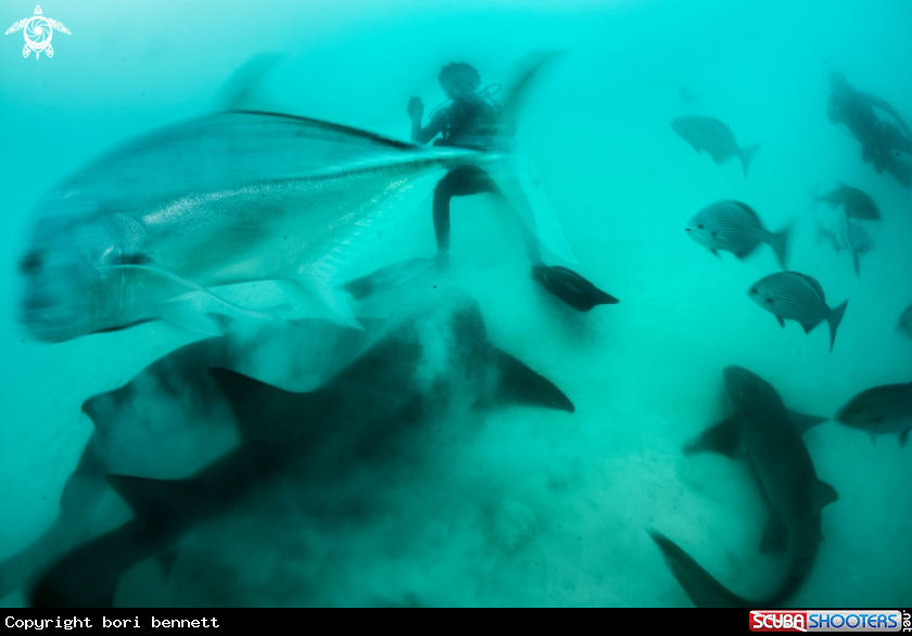 A diver, fish..