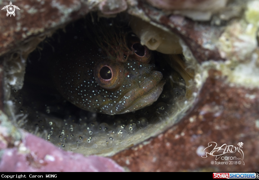 A Blenny