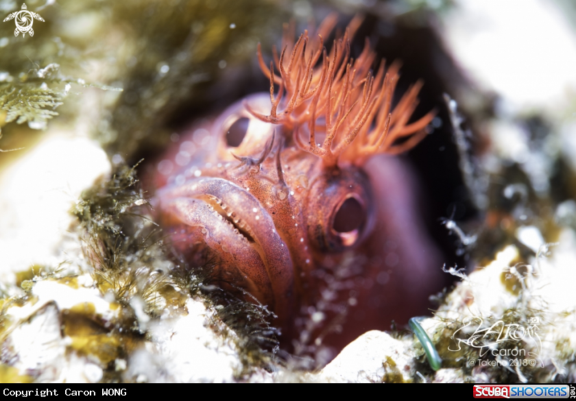 A Blenny 