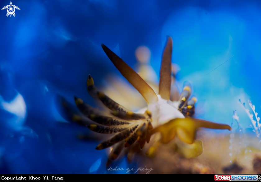 A Nudibranch