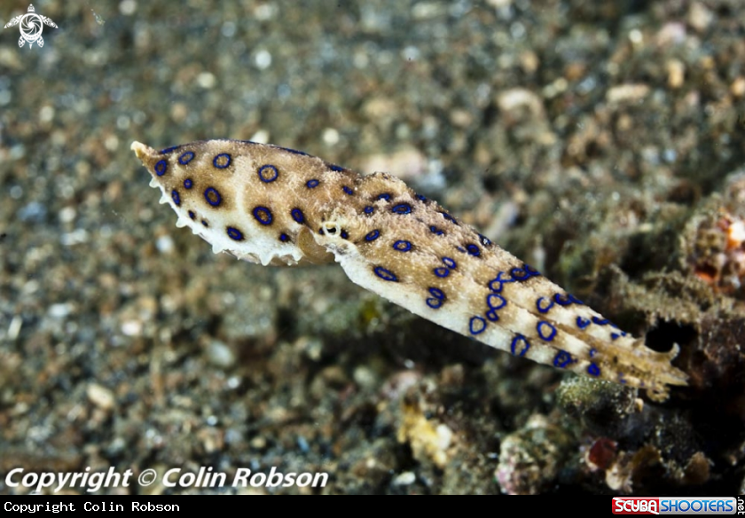 A squid
