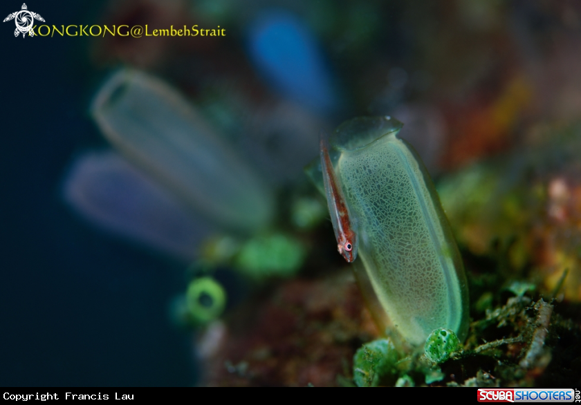 A Stonycoarl Ghostgoby