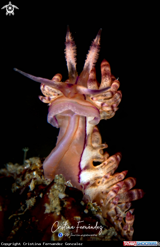 A Nudibranch