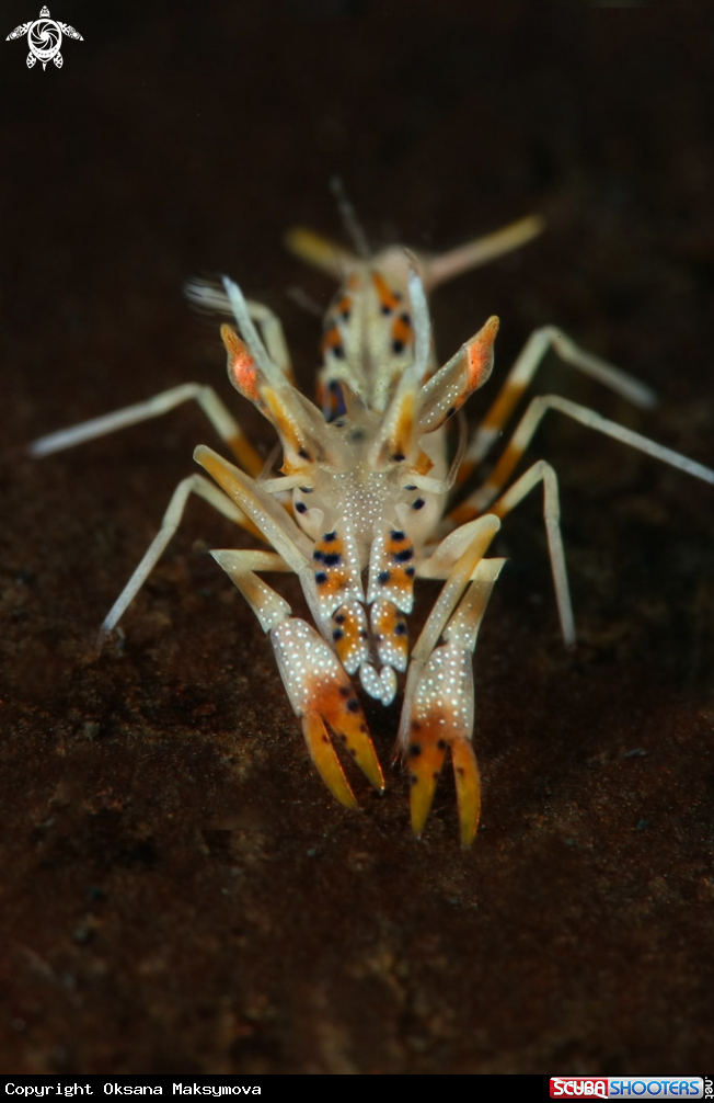 A Spiny tiger shrimp  (Phyllognathia