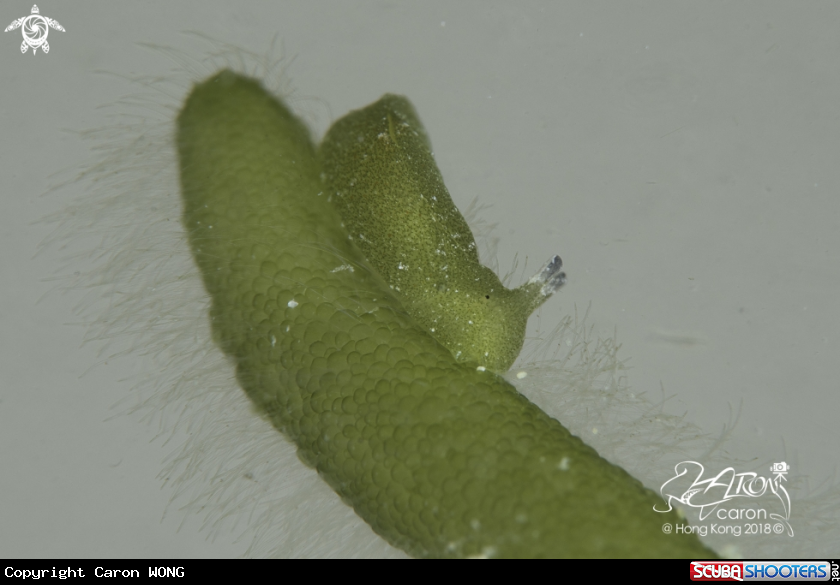 A Slug 