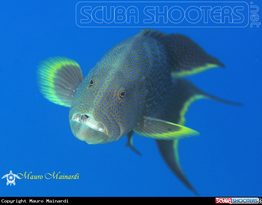 A Grouper