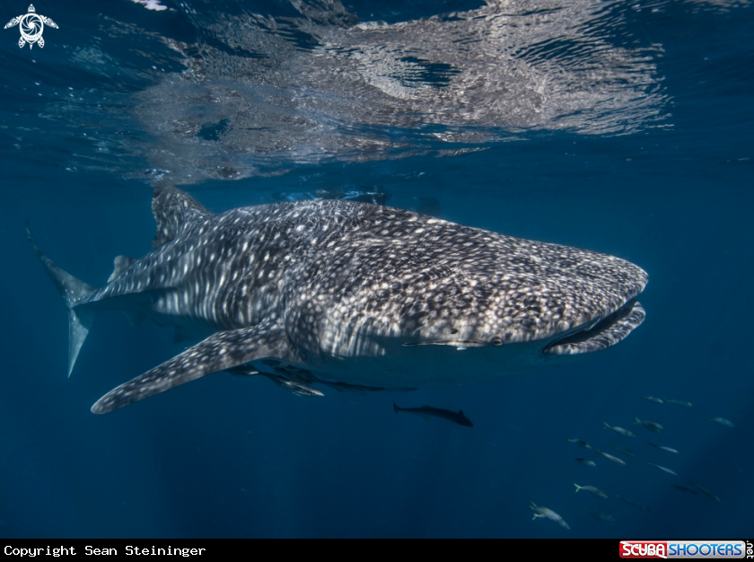 A Whale Shark
