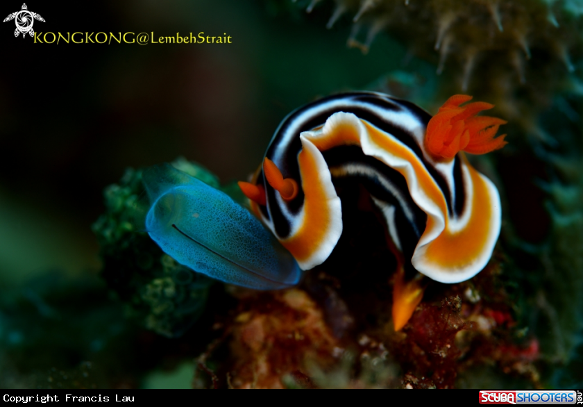 A Nudibranch