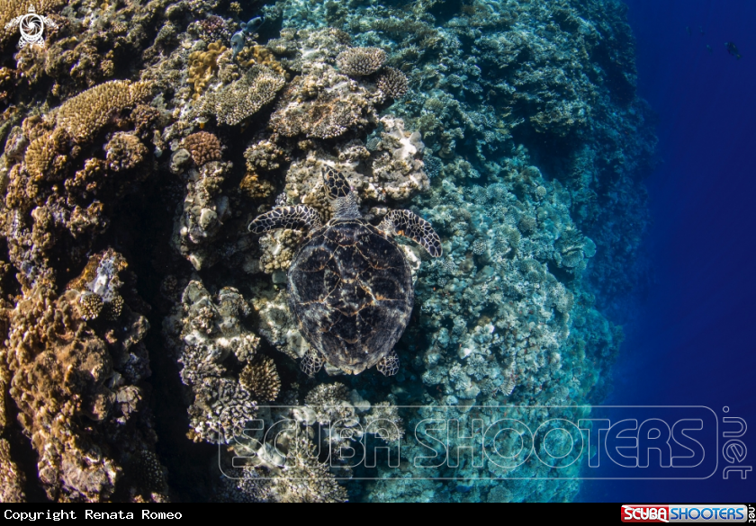 A hawksbill turtle