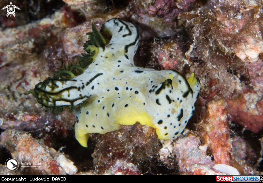 A Gray Norse God Nudibranch