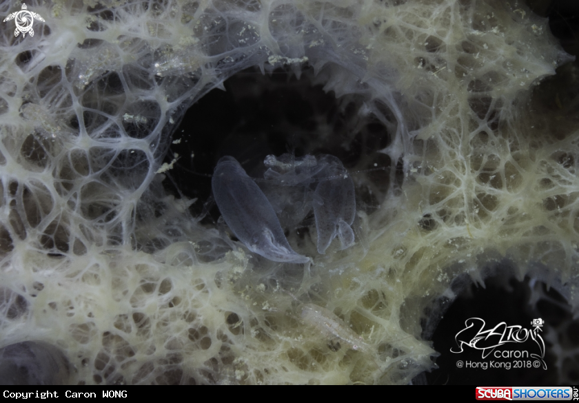 A Sponge Shrimp