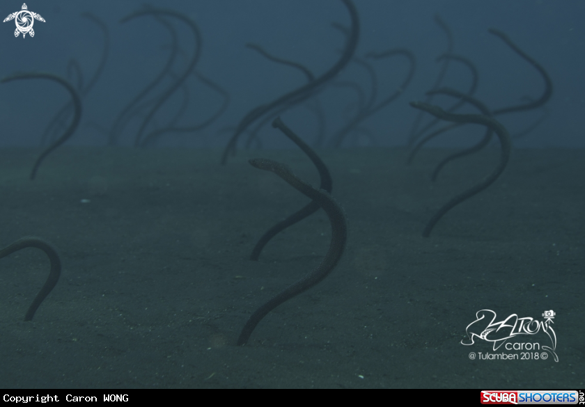 A Garden Eel