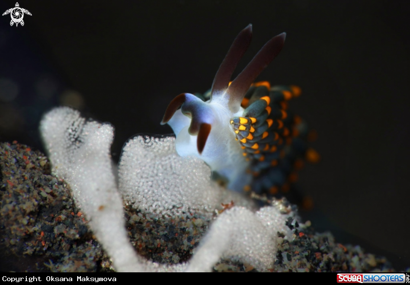 A Nudibranch Trinchesia sp.