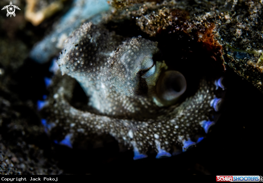 A Coconut octopus