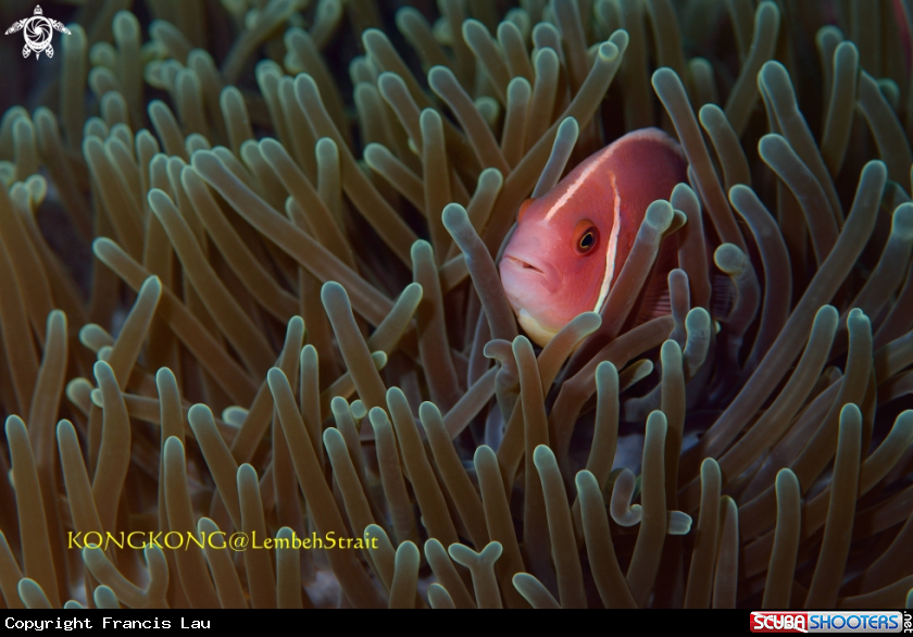 A Anemone Fish