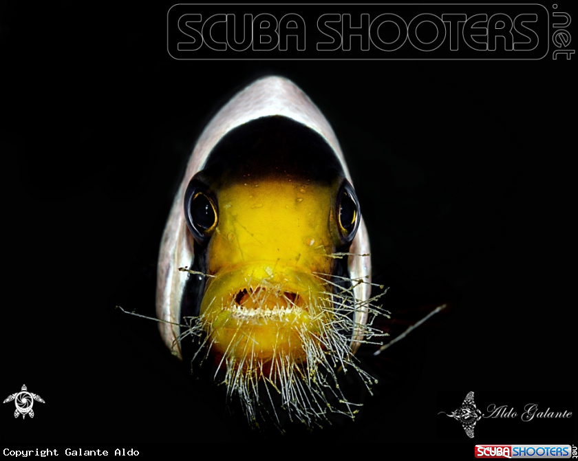 A Clownfish