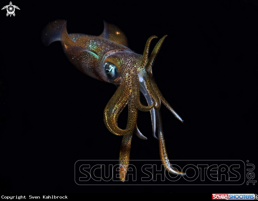 A Sepioteuthis lessoniana