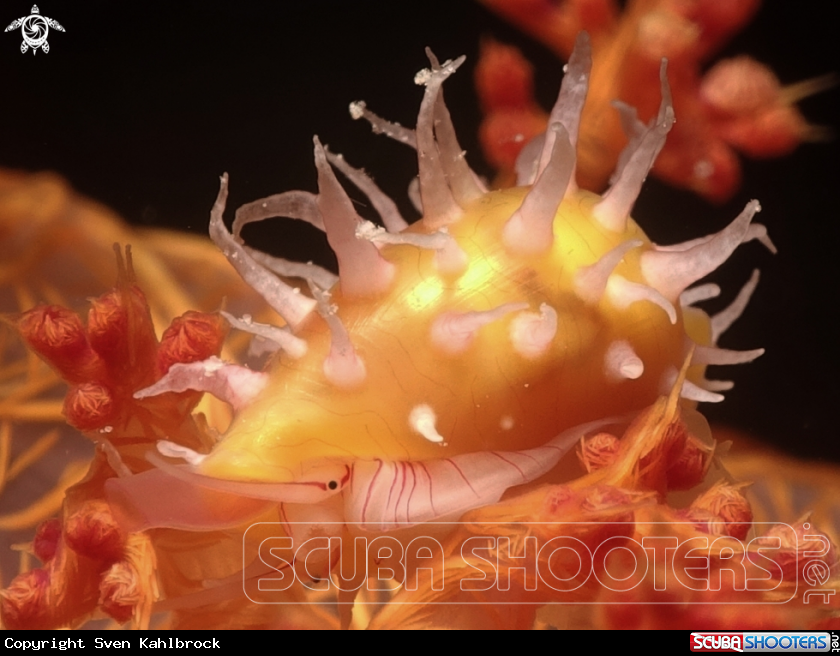 A False Cowrie