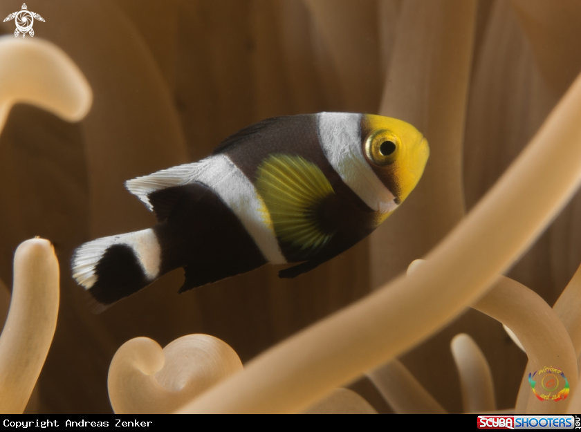 A Saddleback clownfish