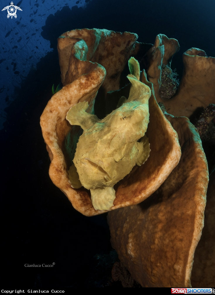 A Giant Frogfish