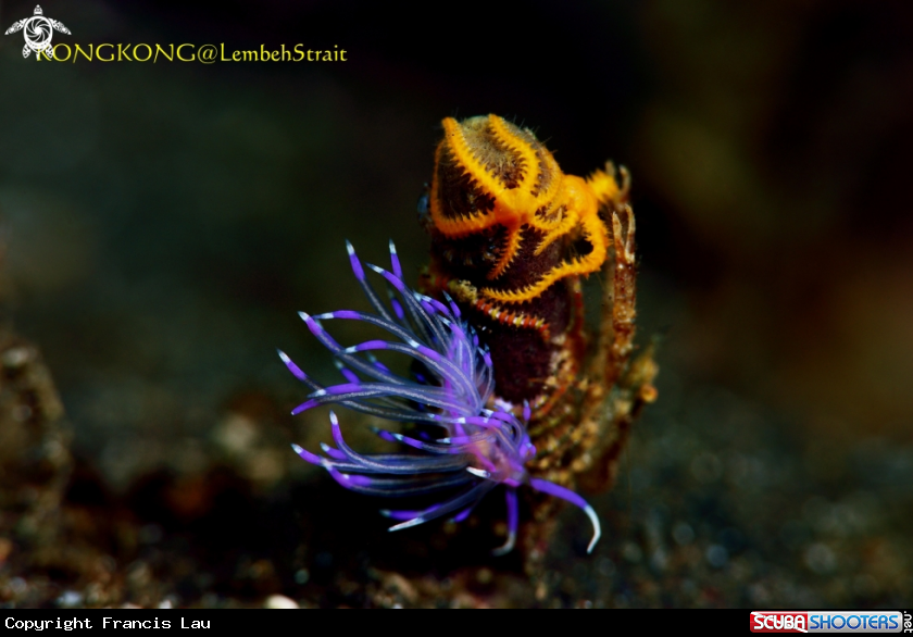 A Nuibranch and Sixarm Brittle Star