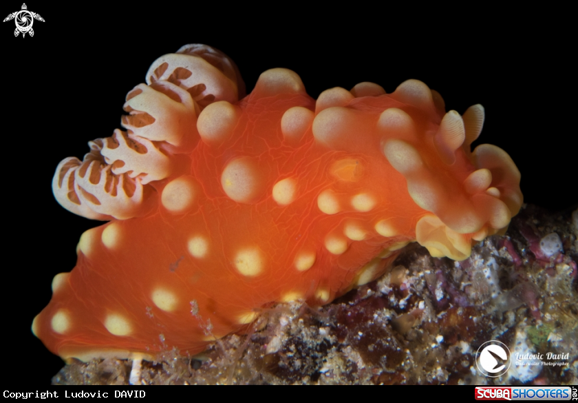 A Strawberry Nudibranch