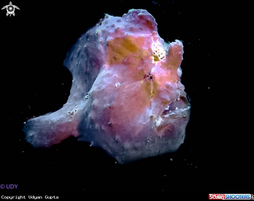 A Painted Frogfish