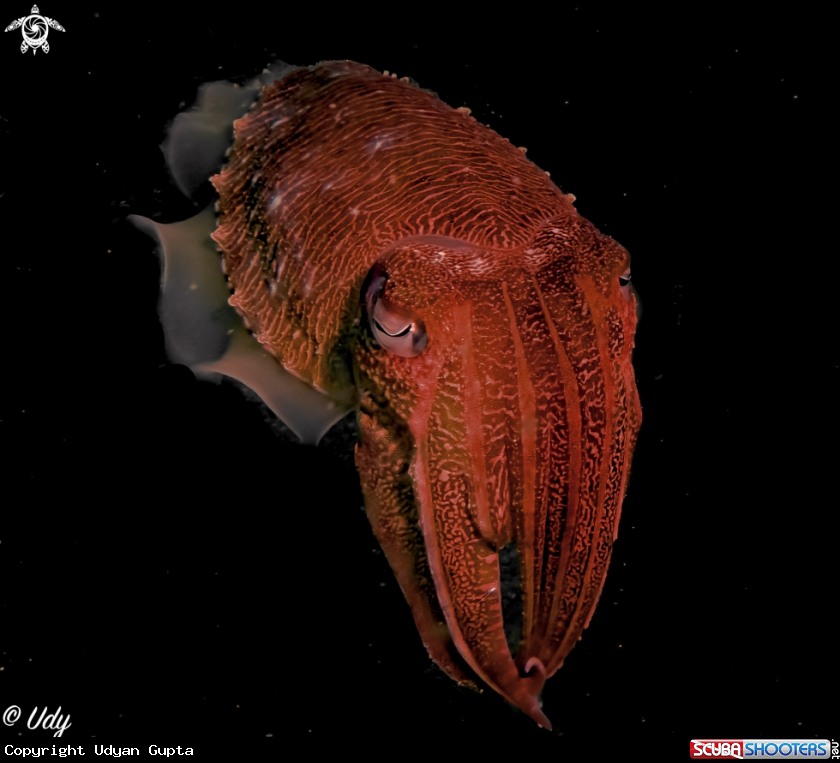 A Cuttlefish
