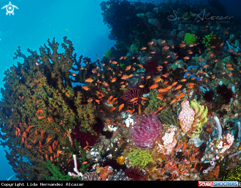A Anthias