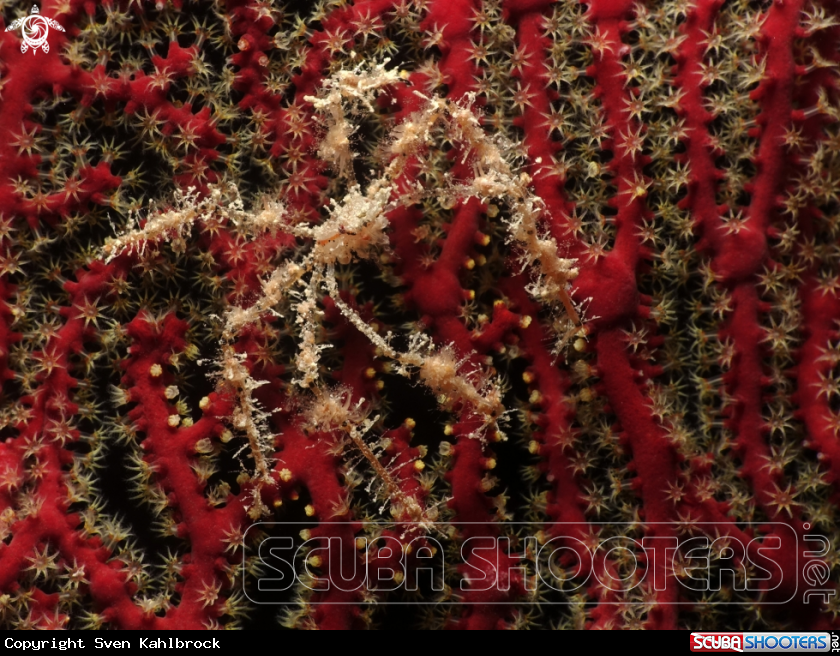 A Spider Crab 